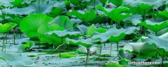 水生植物养殖技巧和方法 水生植物养殖技巧