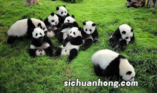 大熊猫生活习性 大熊猫生活习性简单介绍