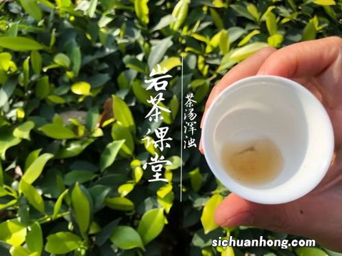 100块一斤的茶怎么样