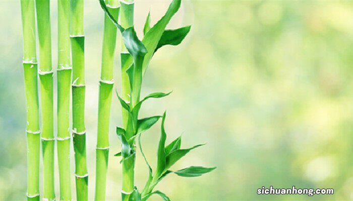 转运竹怎么水养才旺盛 转运竹一般一瓶养几根好