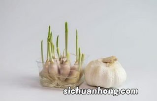 蒜头多久能发芽