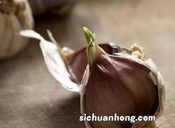 蒜头多久能发芽