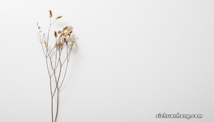 永生花是真花还是假花 永生花的花语及寓意