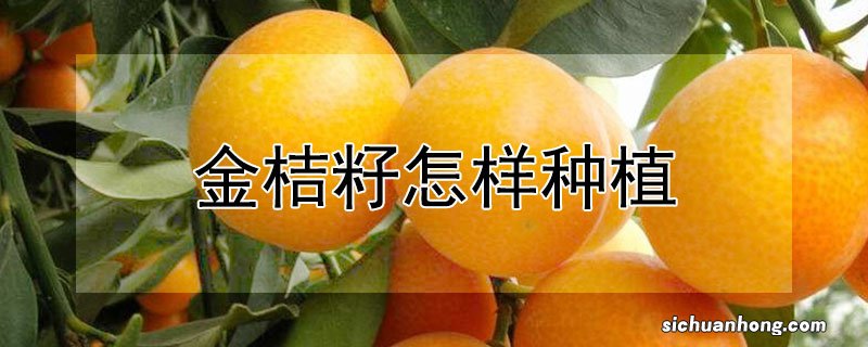 金桔籽怎样种植