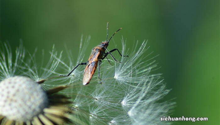 蚧壳虫用什么药有效果 蚧壳虫用什么药有效