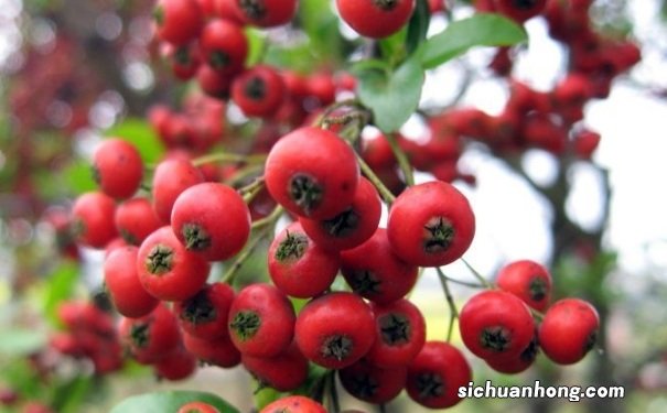 山楂可以做面膜吗?山楂怎么做面膜?