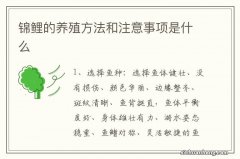 锦鲤的养殖方法和注意事项是什么