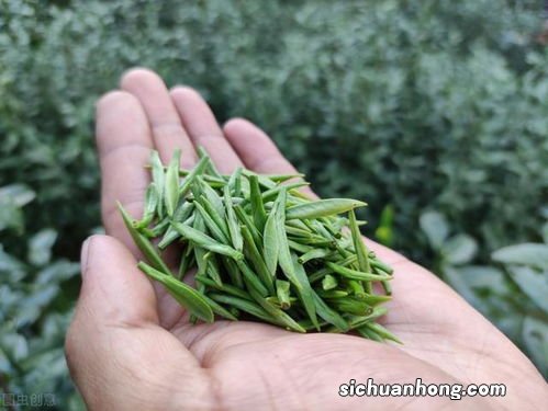 什么地方出产好绿茶