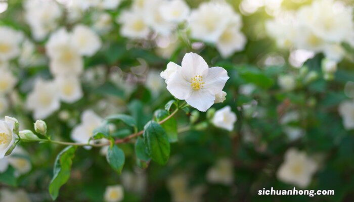 怎么养茉莉花盆栽 茉莉花盆栽怎么养