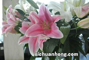 怎么用奶油做百合花