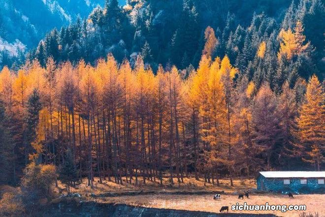 人间不值得,只想去四川