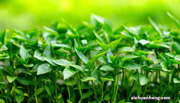 辣椒黄叶是缺什么肥料 辣椒黄叶是缺什么肥