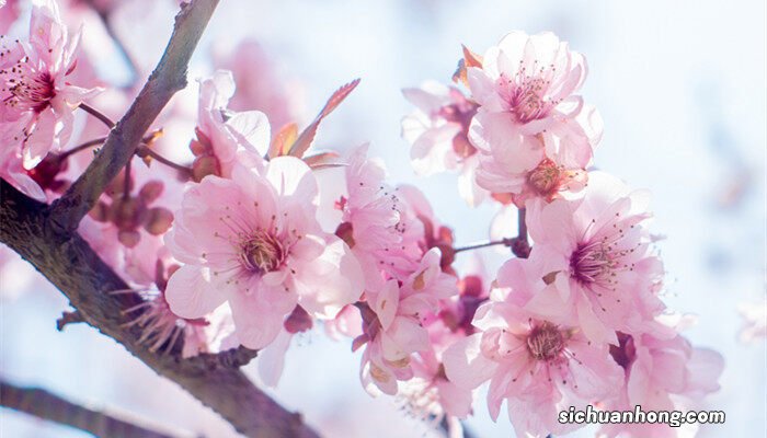 桃树结果子树生虫子怎么办视频 桃树结果子树生虫子怎么办