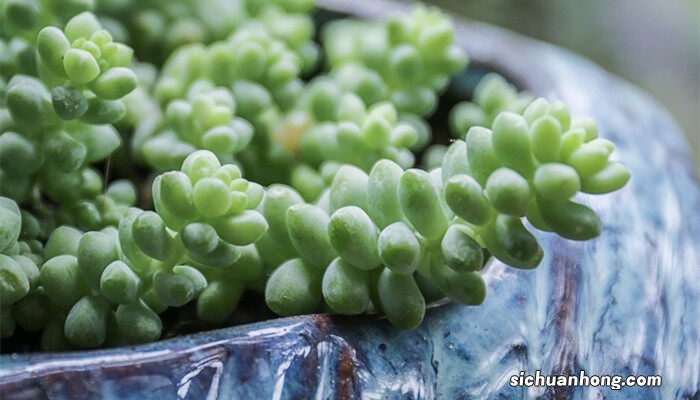 夏季多肉植物怎么养才漂亮 夏季多肉植物怎么养