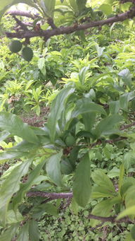 油豆角多久结果