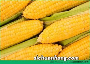 鲜玉米多久能煮熟