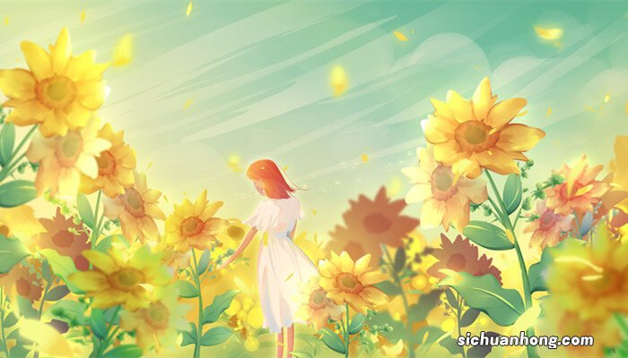 向日葵幼苗叶子发黄是什么原因