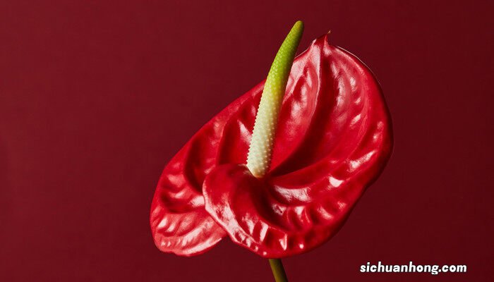 红掌的养殖方法和注意事项 红掌的养殖方法