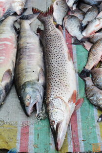 什么鱼是要吃鱼鳞