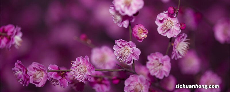 梅花象征什么精神品质 梅花象征什么