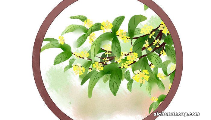 七里香是什么意思 七里香是什么