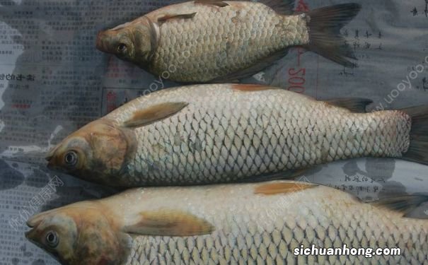 草鱼的做法有哪些？草鱼具有哪些营养价值？