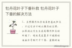 牡丹花叶子下垂补救 牡丹花叶子下垂的解决方法