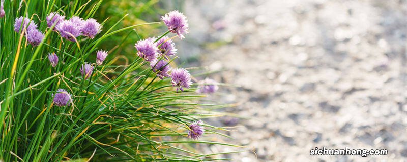 花烟草的养殖方法和注意事项视频 花烟草的养殖方法和注意事项