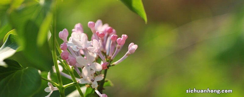 再力花种子多长时间发芽 再力花种子成熟时间