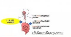 什么东西养肠道