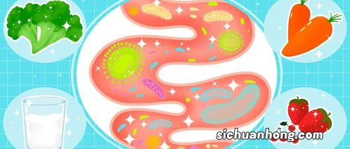 什么东西养肠道