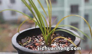兰花叶片发黄怎么处理 兰花叶片发黄的处理方法介绍