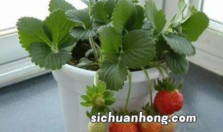 草莓种子的种植方法和时间 草莓种子的种植方法和时间简单介绍