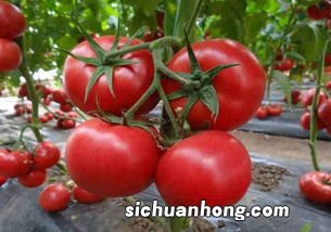 生口疮吃什么好的快