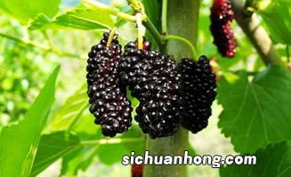 桑椹子有什么功效