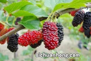 桑椹子有什么功效