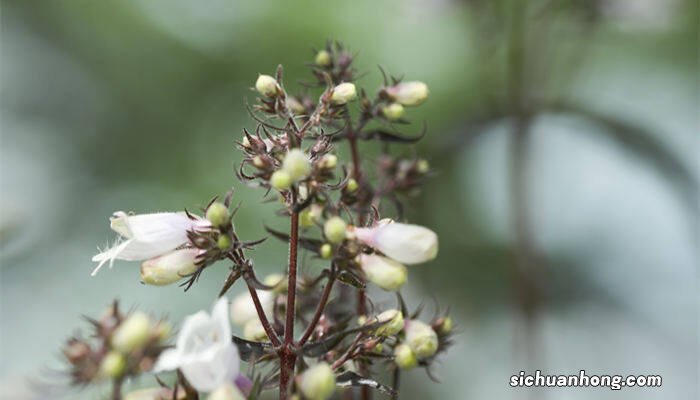 钓钟柳的种植方法和注意事项 钓钟柳的种植方法