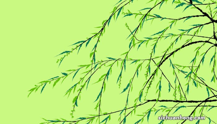 钓钟柳的种植方法和注意事项 钓钟柳的种植方法