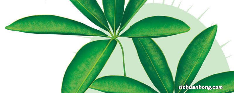 鸭掌木的养殖方法和注意事项及病虫害防治 鸭掌木的养殖方法和注意事项