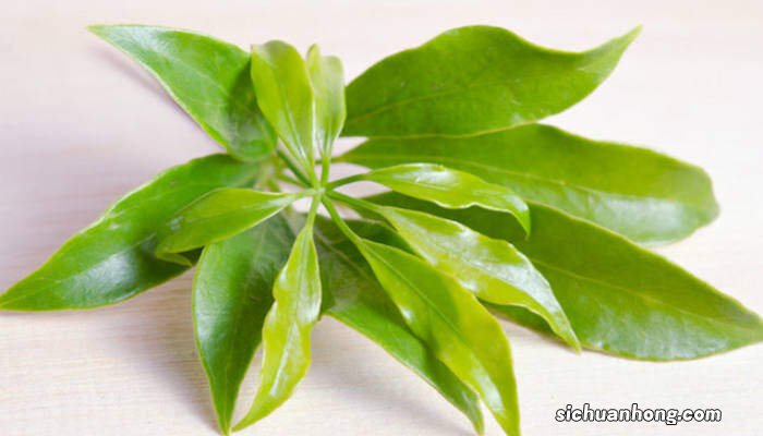 鸭掌木的养殖方法和注意事项及病虫害防治 鸭掌木的养殖方法和注意事项