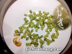 怎么泡绿豆子才能发芽