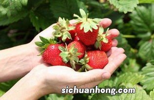 怎么判断草莓染色