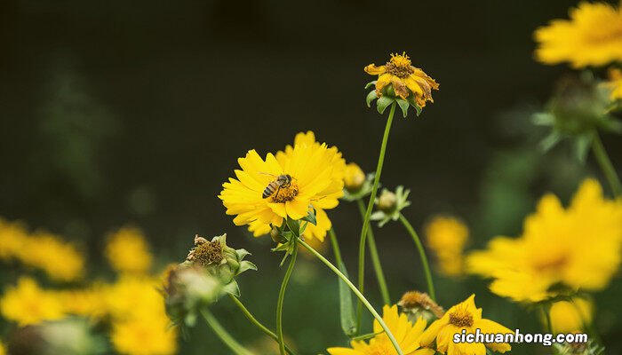 金鸡菊的养护方法视频 金鸡菊的养护方法