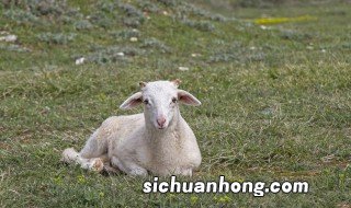 新手养羊的方法是什么 新手如何养羊