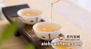 福建政和白茶属什么茶