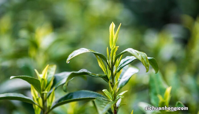 幸福树怎么养才茂盛幸福 幸福树怎么养才茂盛