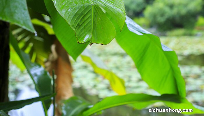 春羽花的养殖方法和注意事项视频 春羽花的养殖方法和注意事项