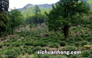 正山小种什么