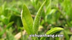 天目湖茶叶属于什么茶