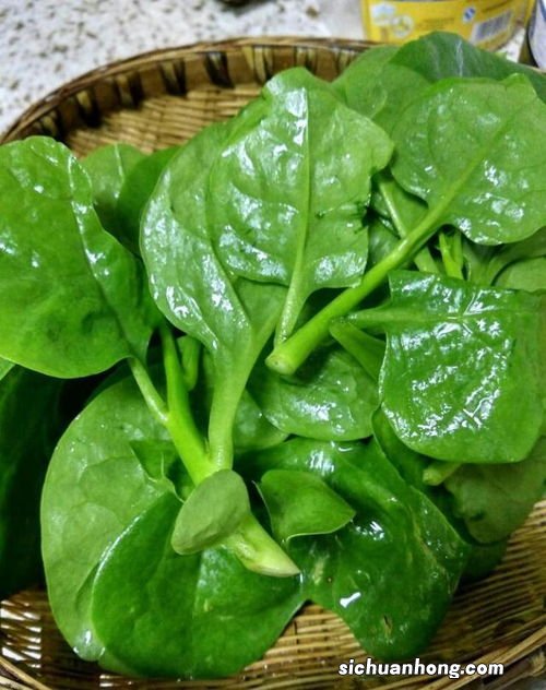 怀孕前期的什么菜好